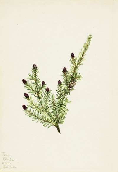 Hetlock Tsuga heterophylla, 1924. od Mary Vaux Walcott