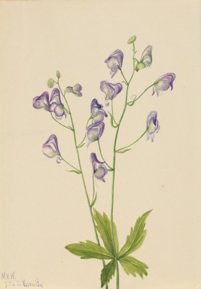oměj západní (Aconitum columbianum) od Mary Vaux Walcott