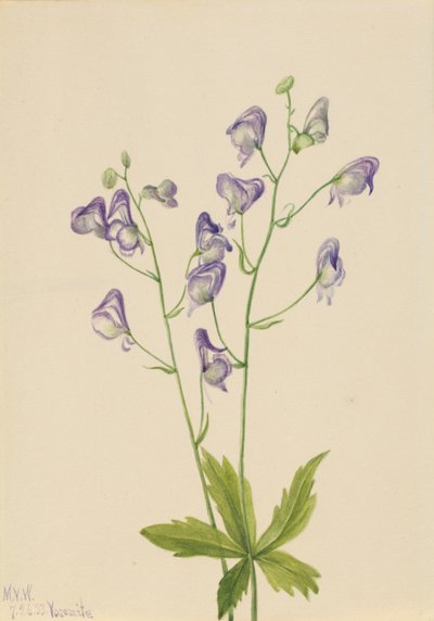 Západní mnišství Aconitum columbianum, 1933 od Mary Vaux Walcott