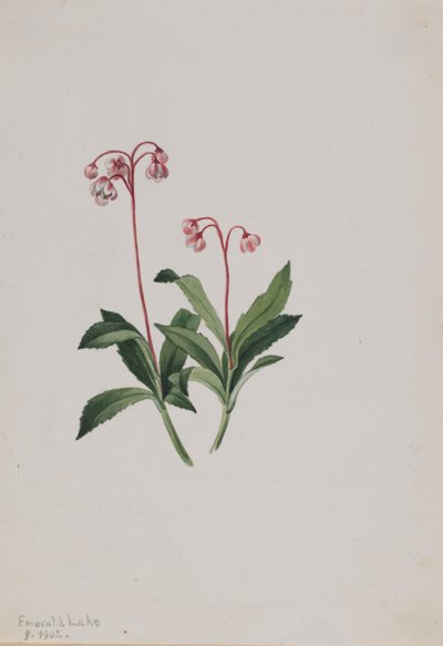Pipsisseva západní (Chimaphila umbellata) od Mary Vaux Walcott