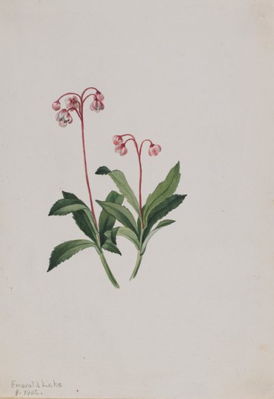 Západní pipsissewa Chimaphila umbellata, 1902. od Mary Vaux Walcott