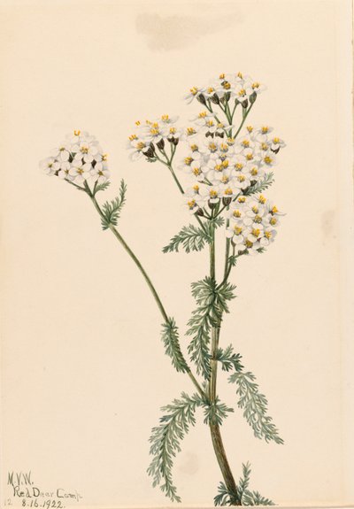 Řebříček západní Achillea lanulosa, 1922. od Mary Vaux Walcott