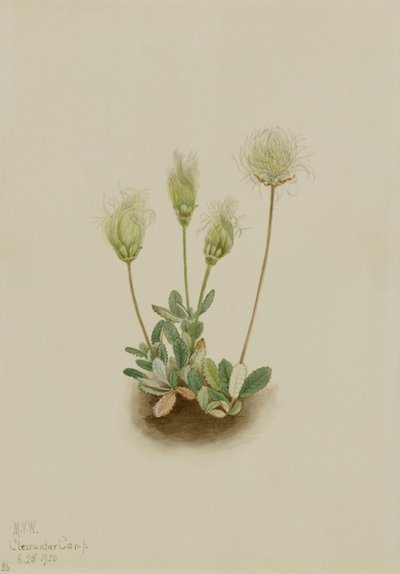 Dryáda bílá (Dryas octopetala) od Mary Vaux Walcott