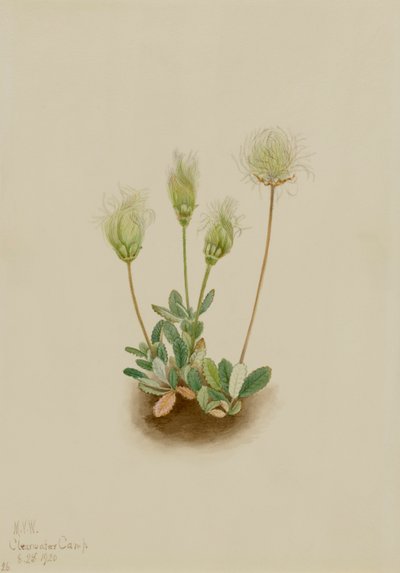 White Dryad Dryas octopetala, 1920. od Mary Vaux Walcott