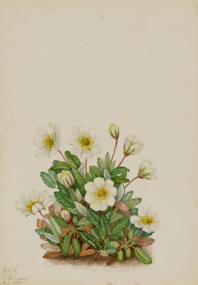 White Dryad Dryas octopetala, 1925. od Mary Vaux Walcott