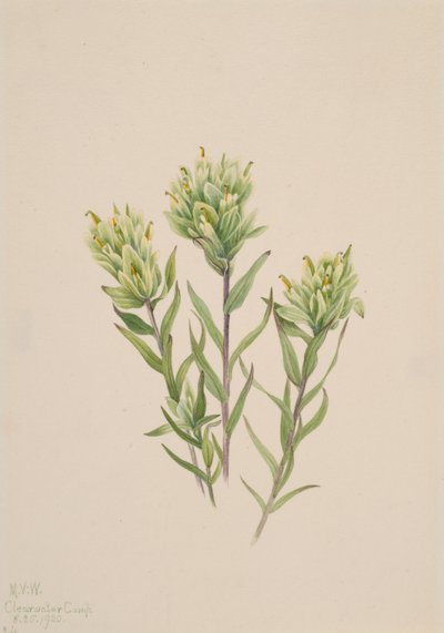 Bílý indický štětec Castilleja occidentalis, 1920. od Mary Vaux Walcott