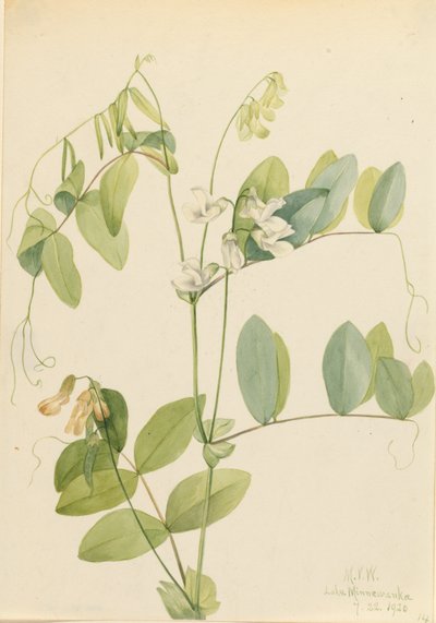 Hrách bílý Lathyrus ochroleucus, 1920. od Mary Vaux Walcott