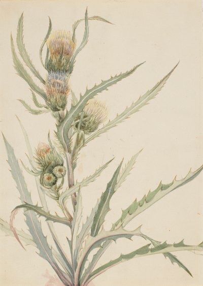 Ostropestřec bílý Cirsium hookeranum, n.d. od Mary Vaux Walcott