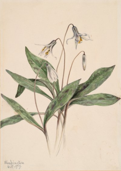 Pstruh bílý Erythronium albidum, 1919. od Mary Vaux Walcott