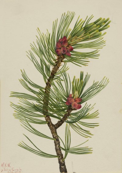 Borovice bělokorá (Pinus albicaulis) od Mary Vaux Walcott