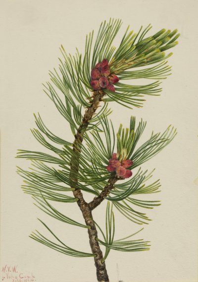 Borovice bělokorá Pinus albicaulis, 1924. od Mary Vaux Walcott