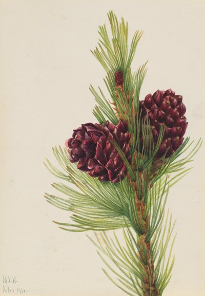 Borovice bělokorá Pinus albicaulis, 1931. od Mary Vaux Walcott