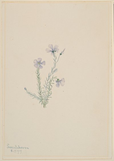 Len divoký (Linum lewisii) od Mary Vaux Walcott
