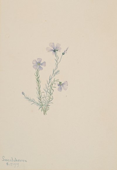 Divoký len Linum lewisii, 1919 od Mary Vaux Walcott