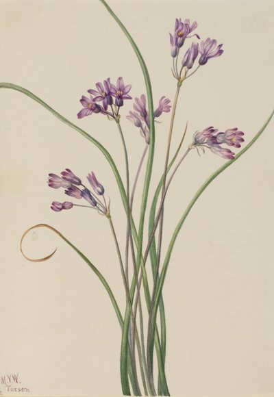 Divoký hyacint (Brodiaea pulchella) od Mary Vaux Walcott