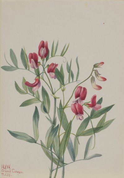 Divoký hrách (Lathyrus decaphyllus) od Mary Vaux Walcott