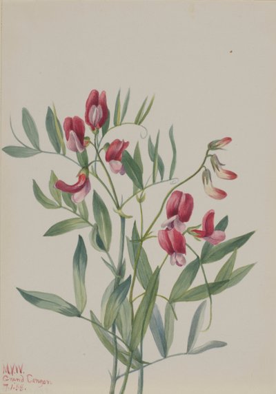 Divoký hrách Lathyrus decaphyllus, 1938. od Mary Vaux Walcott