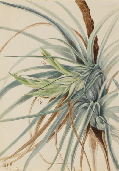 Divoký ananas Tillandsia fasciculata, 1921. od Mary Vaux Walcott