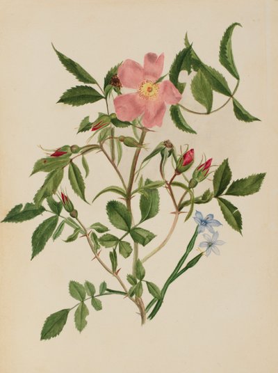 Divoká růže a modrooká tráva (Rosa species a Sisyrinchium species) od Mary Vaux Walcott