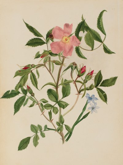 Wild Rose a Blue-eyed Grass Rosa species a Sisyrinchium species, n.d. od Mary Vaux Walcott