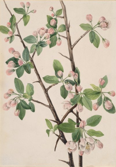 Divoký sladký krab Malus coronaria, 1920. od Mary Vaux Walcott