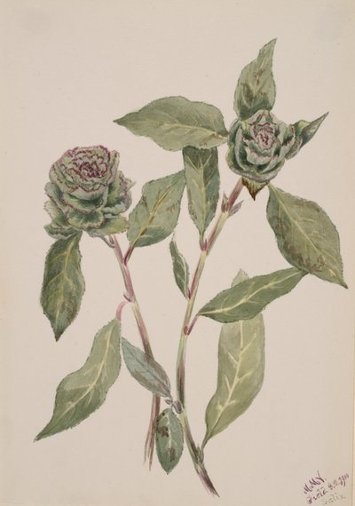 Willow Salix, 1900. od Mary Vaux Walcott
