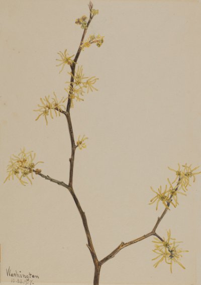 Witch-Hazel Hamamelis virginiana, 1917. od Mary Vaux Walcott