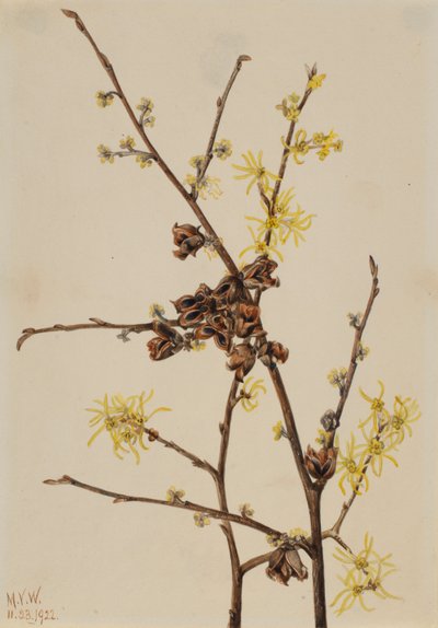 Vilín viržinský (Hamamelis virginiana) od Mary Vaux Walcott