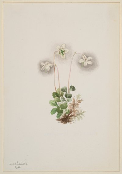 Wood-Nymph Moneses uniflora, 1902. od Mary Vaux Walcott