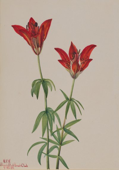 Lilie lesní (Lilium philadelphicum) od Mary Vaux Walcott