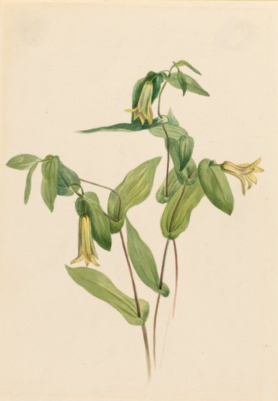 Zvonek lesní (Uvularia perfoliata) od Mary Vaux Walcott