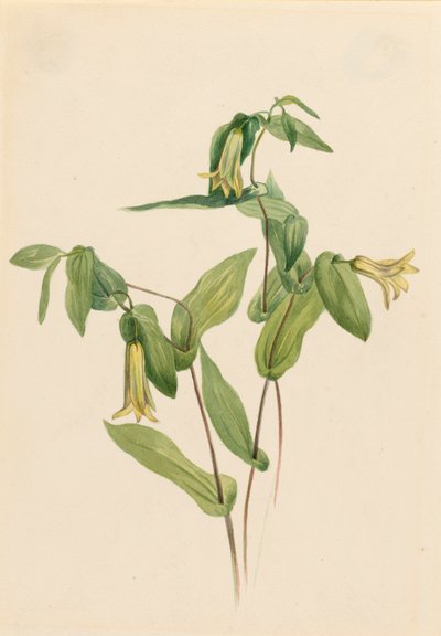 Wood Merrybells Uvularia perfoliata, n.d. od Mary Vaux Walcott