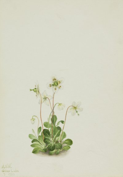 Nymfa lesní (Moneses uniflora) od Mary Vaux Walcott