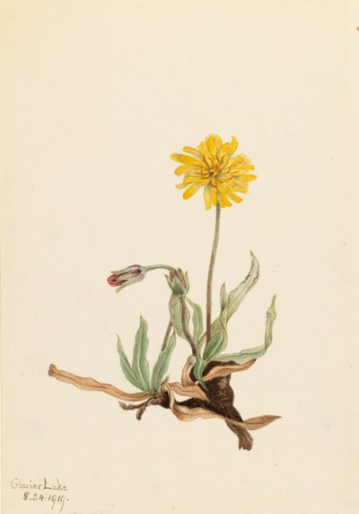 Agoseris Agoseris villosa Woolly, 1919 od Mary Vaux Walcott