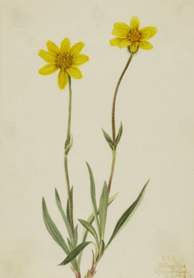 Arnica vlněná Arnica tomentosa, 1920. od Mary Vaux Walcott