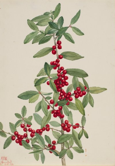Jaupon (Ilex vomitoria) od Mary Vaux Walcott