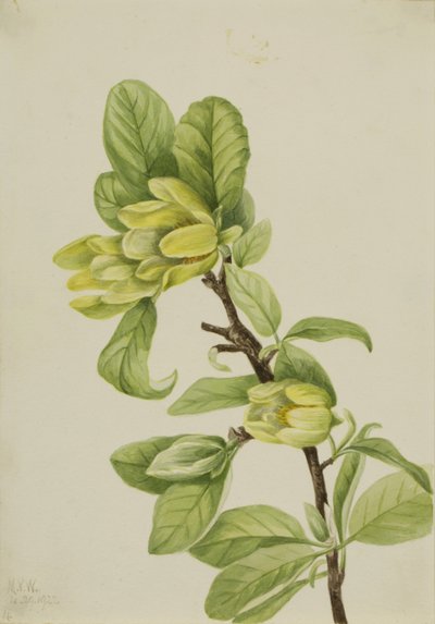 Okurkovník žlutý (Magnolia cordata) od Mary Vaux Walcott