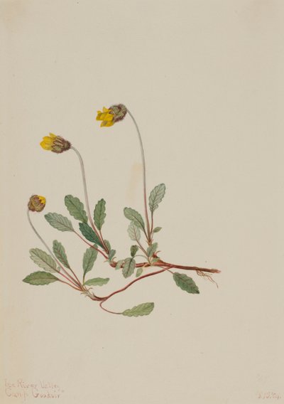 Dryáda žlutá (Dryas drummondii) od Mary Vaux Walcott
