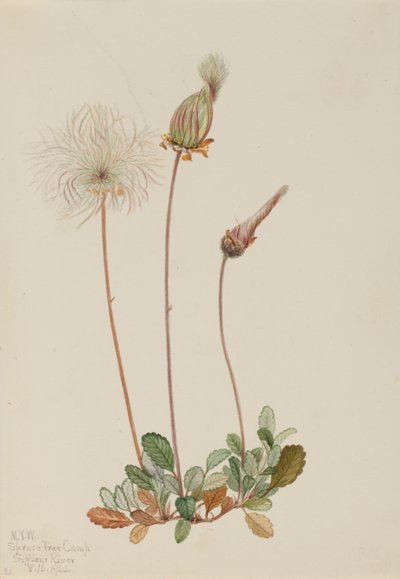 Dryáda žlutá (plod) (Dryas drummondii) od Mary Vaux Walcott