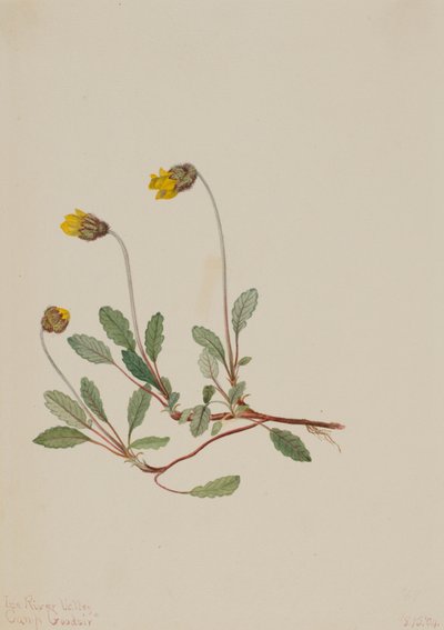 Žlutá Dryad Dryas drummondii, 1904. od Mary Vaux Walcott