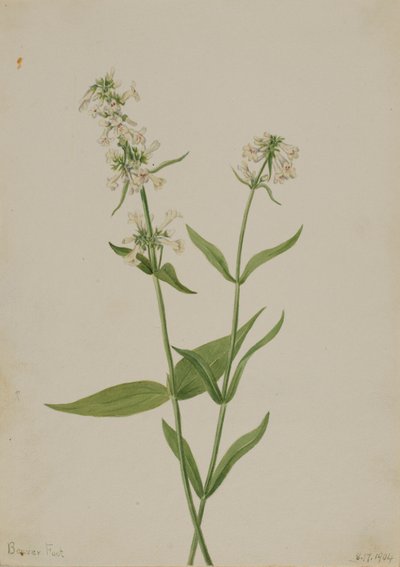 Pěnišník žlutý (Pentstemon confertus) od Mary Vaux Walcott