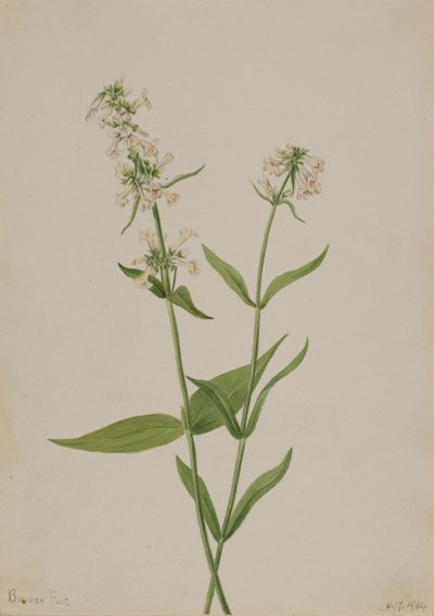 Žlutý Penstemon Penstemon confertus, 1904. od Mary Vaux Walcott
