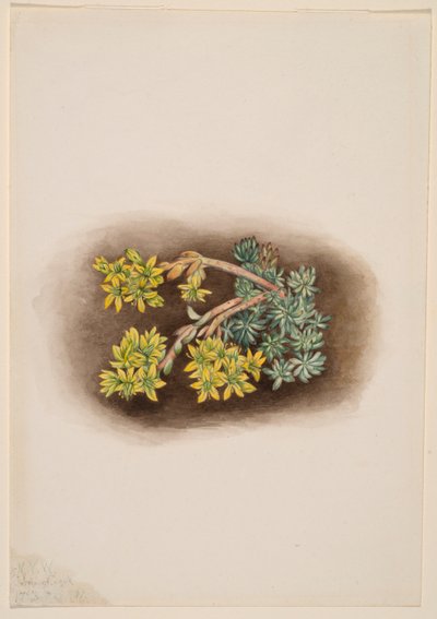 Rozchodník žlutý (Sedum stenopetalum) od Mary Vaux Walcott