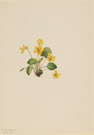 Žlutá fialka (Viola orbiculata) od Mary Vaux Walcott