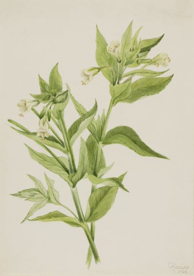 Vrbovka žlutá (Epilobium lutem) od Mary Vaux Walcott