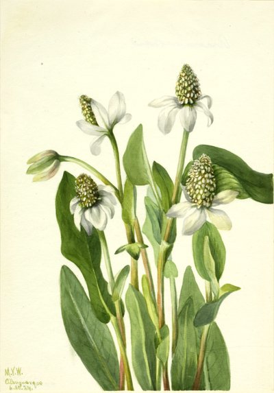 Yerba Mansa Anemopsis v Kalifornii, 1934. od Mary Vaux Walcott