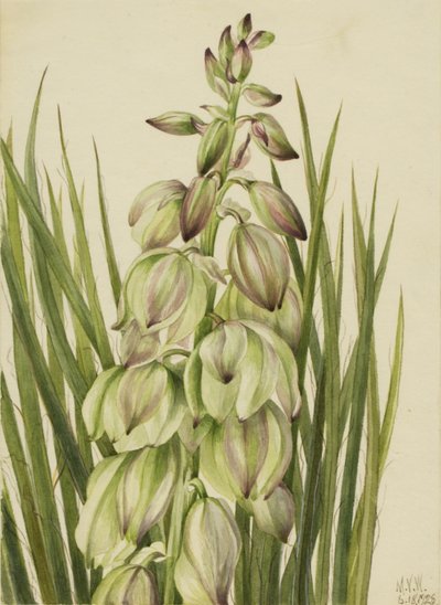Juka (Yucca baileyi) od Mary Vaux Walcott