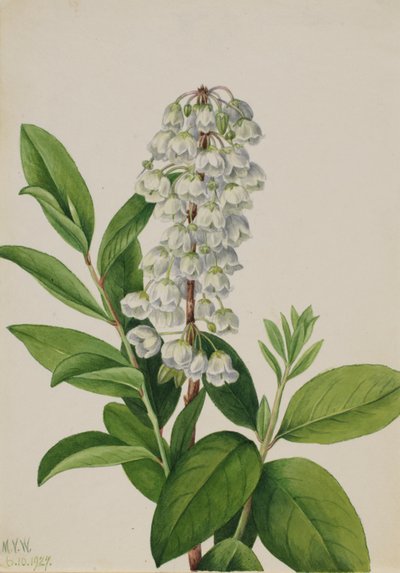 Zenobia (Zenobia cassinifolia) od Mary Vaux Walcott