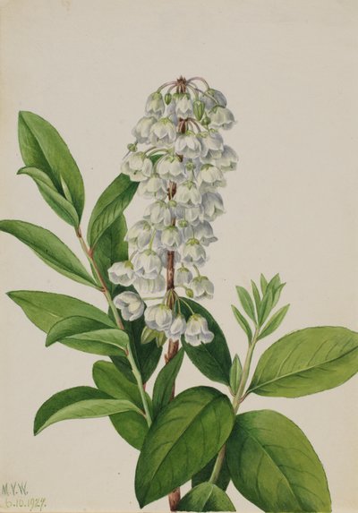 Zenobia Zenobia cassinifolia, 1927. od Mary Vaux Walcott
