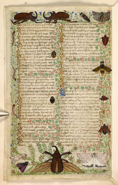 Přidat. 28841, f.4v: Můry a rohatí brouci, z Pojednání o ctnostech a neřestech a anonymní prozaická historie Sicílie (fragment), kolem 1330-40 (vellum) od Master of the Cocharelli Codex